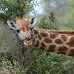 giraffe-281145_1280